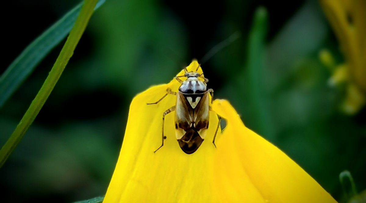 Die kleine gemeine Wiesenwanze im gut am "V" auf dem Rücken zu erkennen.