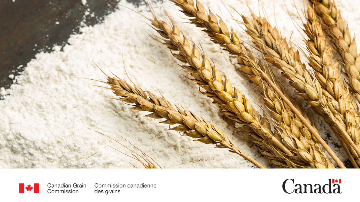 Our May 2025 report for exports of Canadian grain and wheat flour is now available. Learn more: ow.ly/YzjE50Wkt9a