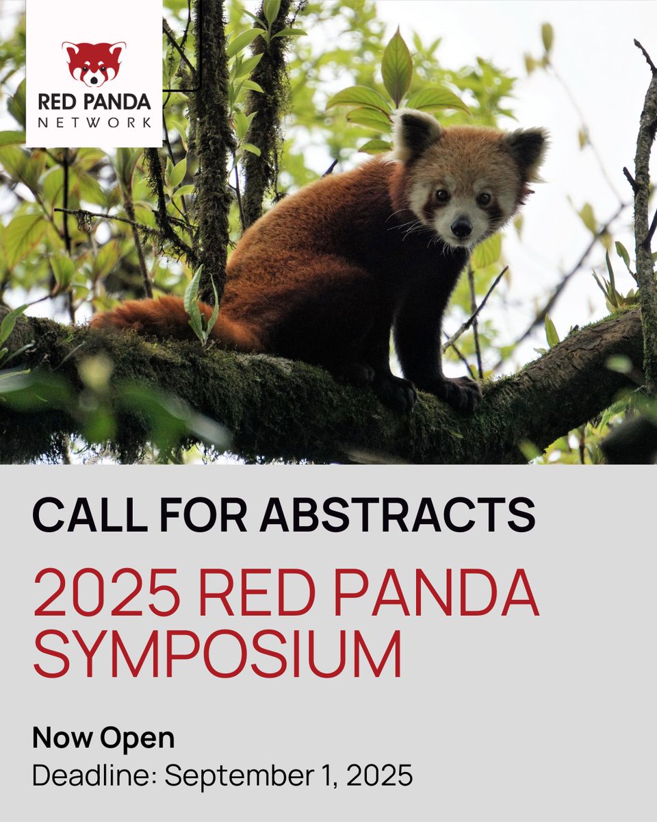 RedPandaNetwork's tweet image. Announcement 📣
🌏 The world's first Red Panda Symposium will be held on November 3-7, 2025, in Kathmandu, Nepal! This unprecedented event will be an opportunity for stakeholders from red panda range countries and all over the world to collaborate on critical research and…