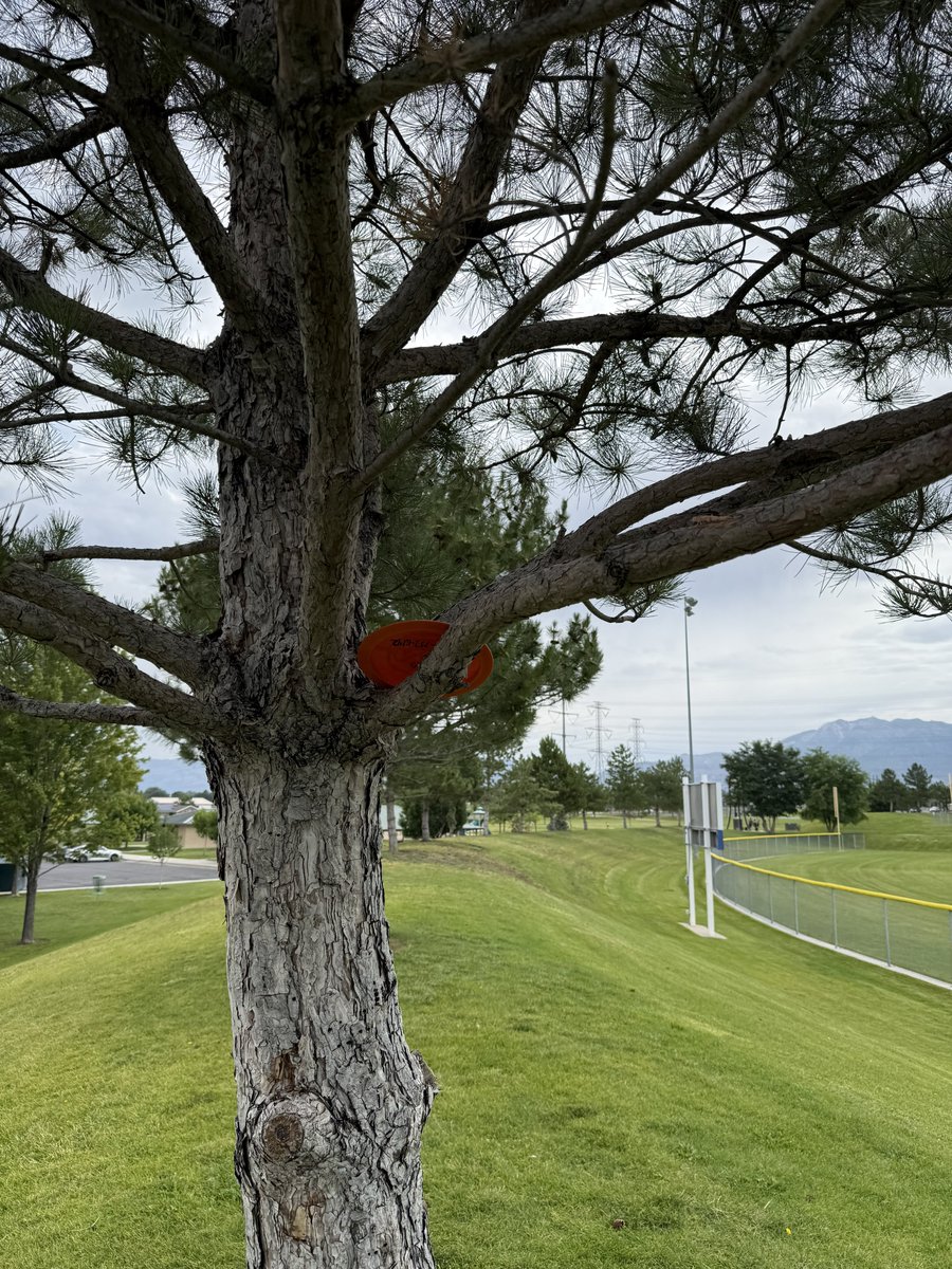 Day 5 of Disc golf! How did it go? I got a disc stuck in a tree if that means anything…