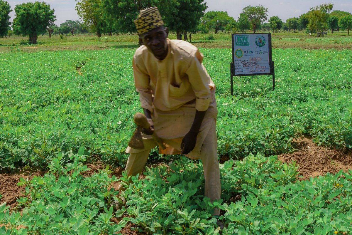 KanoPastoral's tweet image. Through the KNARDA/KSADP legumes Crop Intervention Programme, funded by #IsDB & #LLF, a mega farmers field day was organized at Gaci, Wudil LGA, to showcase the performance of a new variety of groundnut, Samnut 24 & to share ideas on best practices in legumes farming.