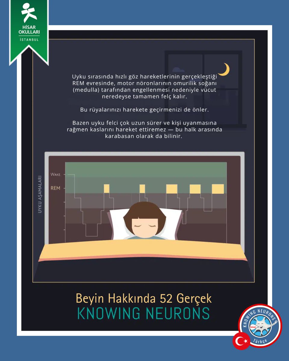 KnowingNeurons's tweet image. #TurkishThursday
Hisar Okulları öğrencilerinin katkılarıyla Türkçeleştirdiğimiz “Beyin Hakkında 52 Gerçek” serimizin yeni bölümünde uykuyu daha yakından tanıyoruz! 💤 🧠
#knowingneurons #neuroscience #scicomm #nörobilim #beyinhakkında52gerçek #uyku