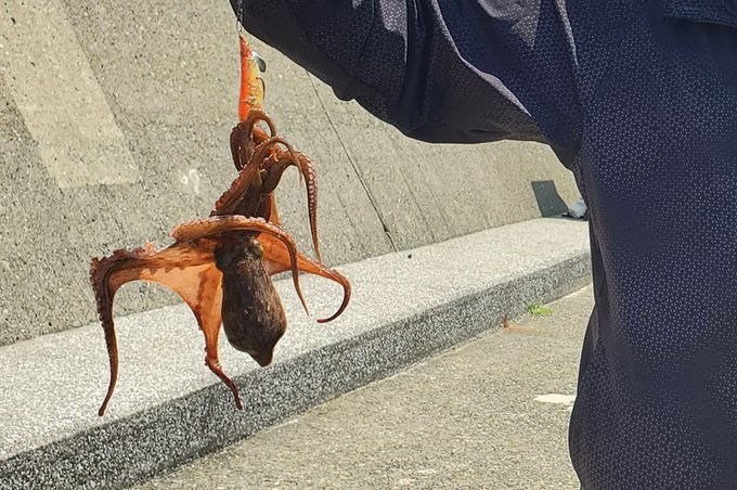 先月は散歩のついでにタコ釣ってました。奥さまも軟体初ゲット。冷凍庫に大好きなゆでダコだらけで夢みたい🐙 