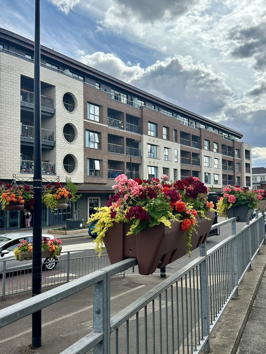 HRinBloom's tweet photo. Its just 2 weeks away from our @AngliaInBloom judging day &amp; the flowers are beginning to bloom beautifully. 

We are so lucky to have the amazing @HoughtonRegisTC grounds team doing such a #fanbloomingtastic job of watering during this warm weather. 👍🏼🥰💪🏼

🩷💜❤️🧡

#HRinBloom https://t.co/qHCMSlijqw