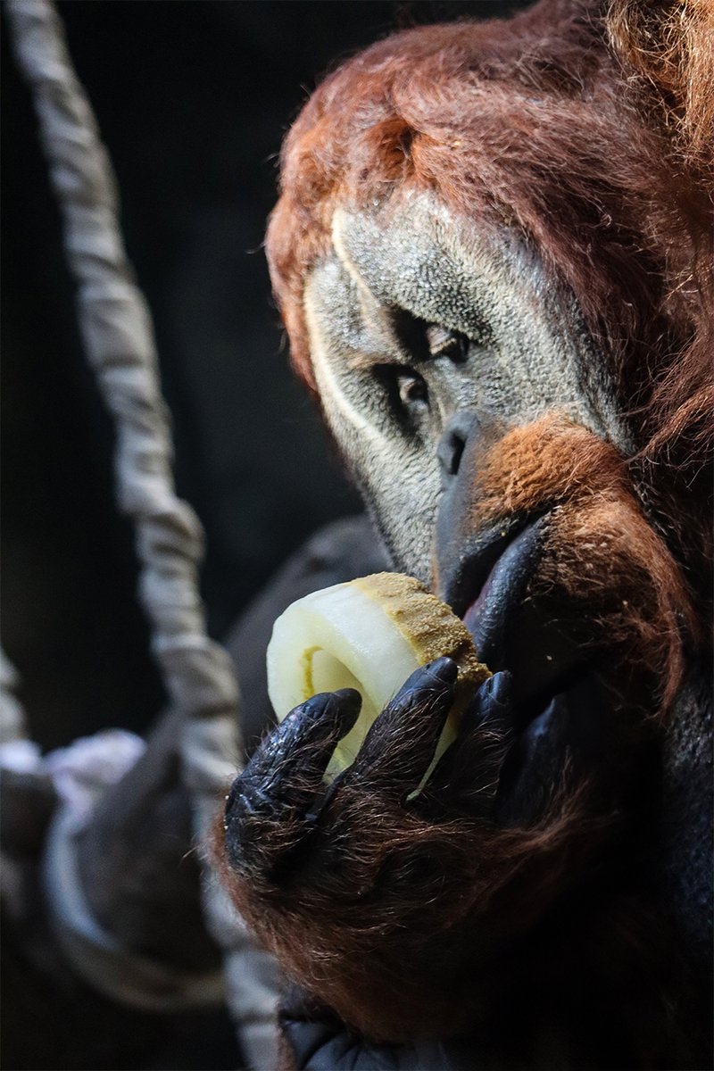 39 and feeling fine! 🙌🏼 Be sure to swing by Orangutan Valley today to wish Tengku, the Sumatran orangutan, a very happy birthday. These great apes celebrated this morning with jackfruit and lots of ice treats!