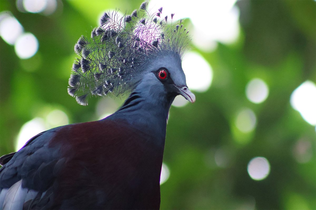 Celebrate red, white, and blue at the Fort Wayne Zoo! We are open today, July 4, from 9 a.m. to 4 p.m.
📸 Keeper Kyle