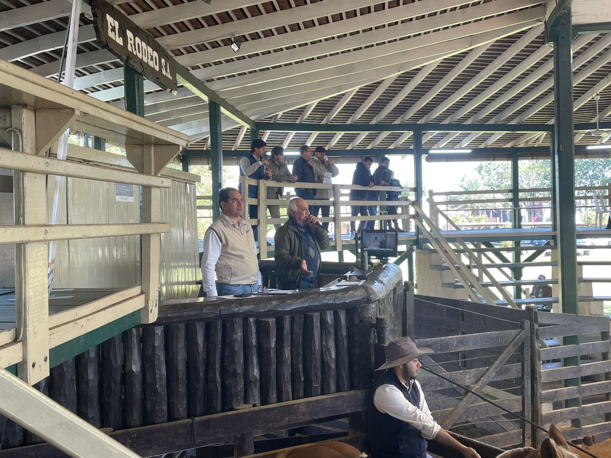 Hoy inició la Feria de Consumo e Invernada de animales del SENACSA, en el recinto ferial el Rodeo S.A.

Estarán en subasta 343 animales (188 vacas y 155 novillos) que son propiedad de la institución. La actividad se extenderá hasta mañana viernes 04 de julio del 2025.