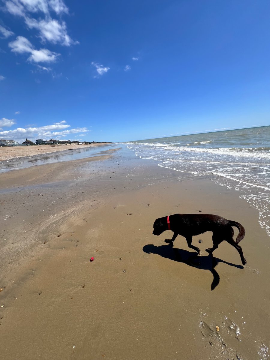 Happiness is a dog and an empty beach. 😊