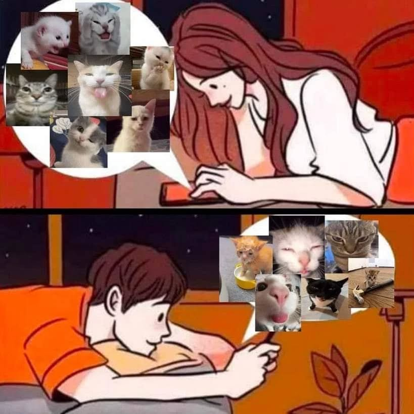 Punch Cat (@punchingcat) on Twitter photo 