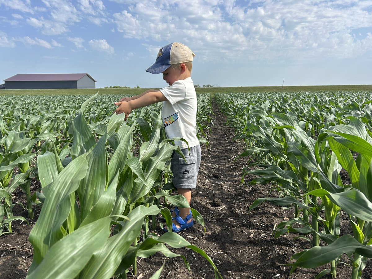 AlexSDNK's tweet photo. @NKSeeds @ChristensenLuke It’s not always easy to get his stamp of approval, but he approved and is excited about NK0252-D and what the 2025 season will bring! https://t.co/ZDhCuoVr1T