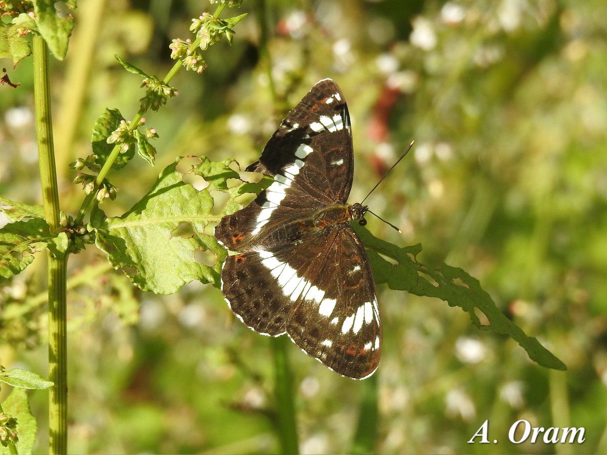 ARO Birding (@oram_archie) on Twitter photo Red, & White Admirals, Great Plantation this afternoon. <a href="/BCDevon/">BC Devon Branch</a> #wildlife #Butterfly Red, & White Admirals, Great Plantation this afternoon. <a href="/BCDevon/">BC Devon Branch</a> #wildlife #Butterfly