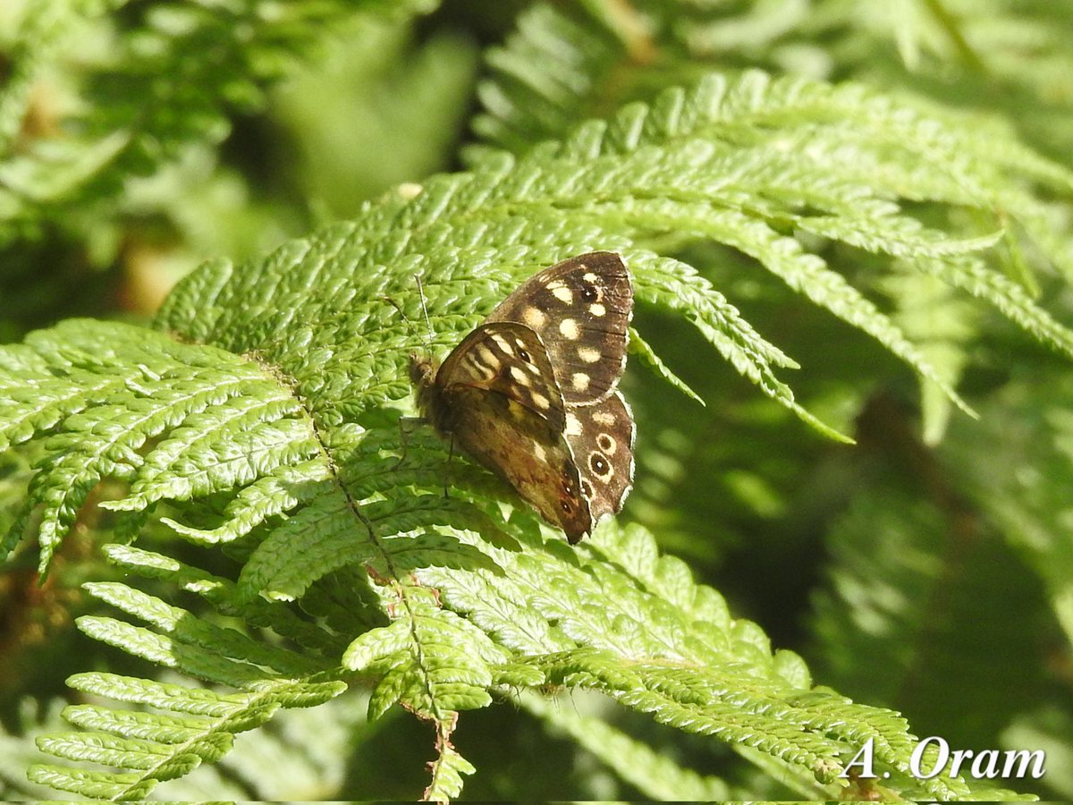ARO Birding (@oram_archie) on Twitter photo Green-Veined Whites, & Speckled Woods, Great Plantation this afternoon. <a href="/BCDevon/">BC Devon Branch</a> #wildlife #Butterfly Green-Veined Whites, & Speckled Woods, Great Plantation this afternoon. <a href="/BCDevon/">BC Devon Branch</a> #wildlife #Butterfly