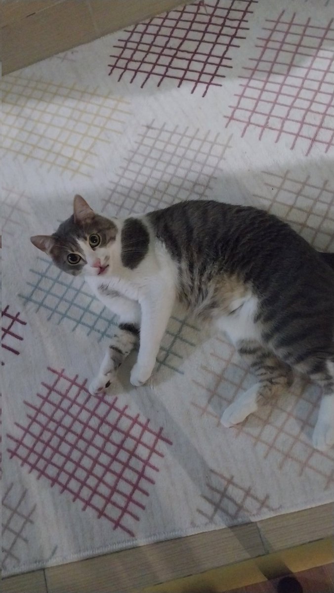 ankara kayıp kedi lütfen paylaşır mısınız