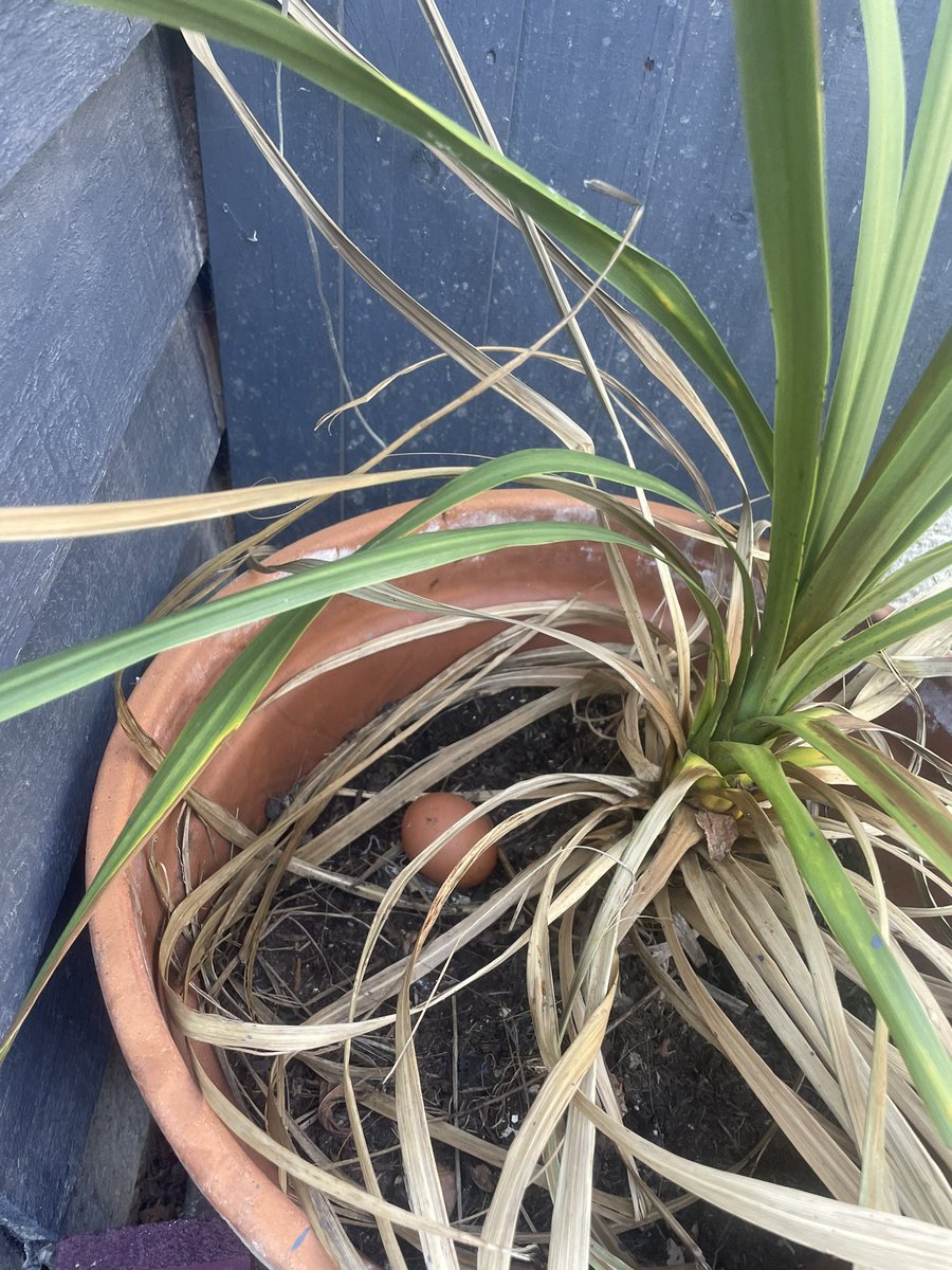 Dr Poppy Gibson tweet media