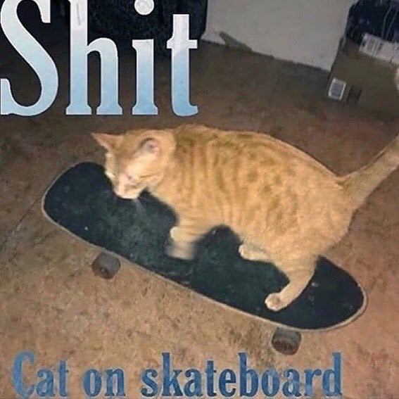 Punch Cat (@punchingcat) on Twitter photo 