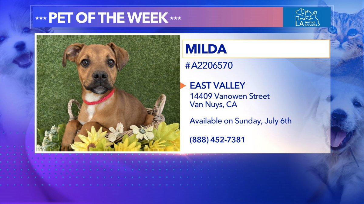 LuParker's tweet photo. Meet Milda...
She's looking for a home. So sweet 9m old. 19lbs. Meet her live @KTLA 1p 🐶@LACityPets https://t.co/O88MaQomFX