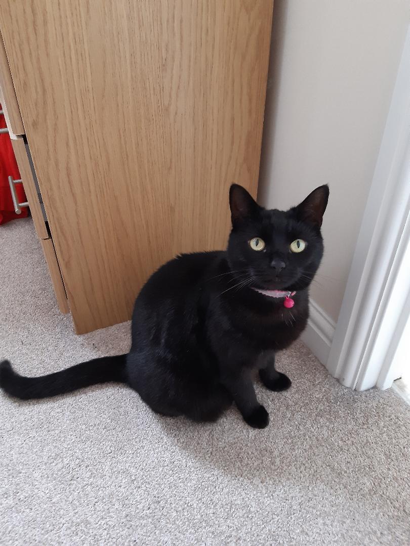 Languages Cat's French Tennis Idiom Of The Day in honour of Wimbledon: "se prendre une bicyclette" (to get a bicycle) = This idiom means to lose a match 
6-0, 6-0. The zeros in the score resemble the wheels of a bicycle. (In English we would say to get double bageled).