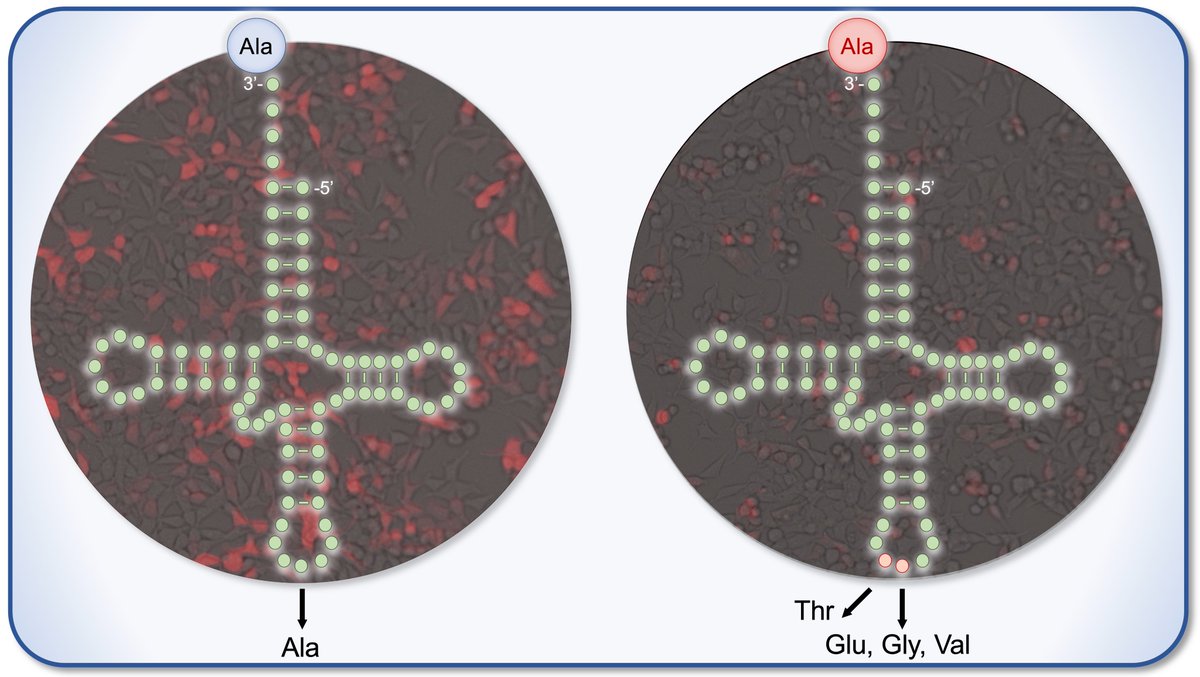 RNAJournal's tweet image. Transfer RNA (tRNA) anticodon variants found in human genomes cause errors in protein synthesis, including mis-incorporation of alanine in proteins at threonine, glutamate, glycine, or valine codons. bit.ly/4lmF4QN
