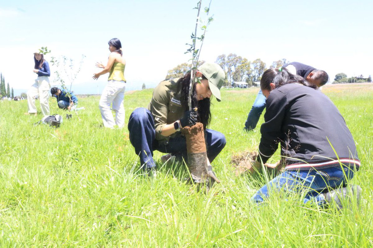 Secretaría de Medio Ambiente (@ambientegobpue) on Twitter photo ¡Las juventudes quieren un mejor futuro!
La secretaria <a href="/RebecaBanuelosG/">Rebeca Bañuelos</a>, el rector de la <a href="/UPPueblaOficial/">Universidad Politécnica de Puebla</a>, Óscar Nández y el edil de Juan C. Bonilla, José Cinto encabezaron la Jornada de Reforestación 2024 #PorAmorAPuebla ❤️🌱, con la plantación de mil 500 especies de arce, ¡Las juventudes quieren un mejor futuro!
La secretaria <a href="/RebecaBanuelosG/">Rebeca Bañuelos</a>, el rector de la <a href="/UPPueblaOficial/">Universidad Politécnica de Puebla</a>, Óscar Nández y el edil de Juan C. Bonilla, José Cinto encabezaron la Jornada de Reforestación 2024 #PorAmorAPuebla ❤️🌱, con la plantación de mil 500 especies de arce,