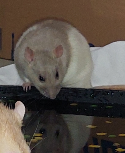 pigsty_rats's tweet image. &quot;what have i become?&quot; 🥺