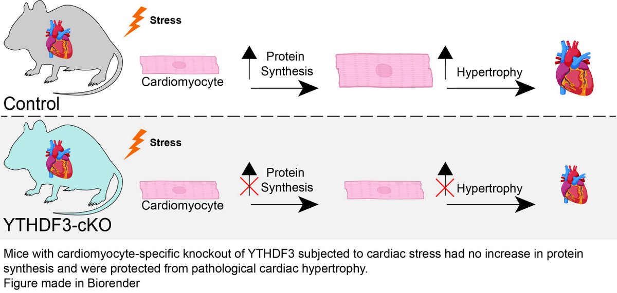 RNAJournal's tweet image. Mice with cardiomyocyte-specific knockout of #YTHDF3 subjected to #cardiac stress had no increase in protein synthesis or cardiac hypertrophy. @Crabolli @AccorneroLab @OhioStatePCB @BrownMolBio bit.ly/4ekbfOH