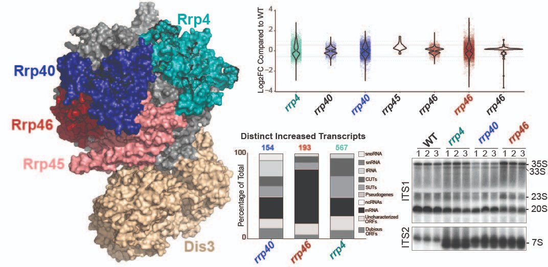 RNAJournal's tweet image. Mutations in genes encoding RNA exosome subunits cause exosomopathies. A comparative analysis of yeast models reveals shared and unique transcriptomic changes, highlighting distinct consequences. bit.ly/44cWA2Z