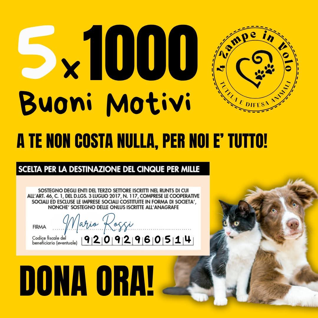 4zampeinvolo's tweet image. 🐾 Donare il tuo 5x1000 è un gesto nobile che può fare la differenza.
Considera la nostra Associazione per destinare il tuo contributo!🐾
Cari amici e sostenitori,
sappiamo quanto amate gli animali e quanto teniate al loro benessere.
Vogliamo condividere con voi un'opportunità…