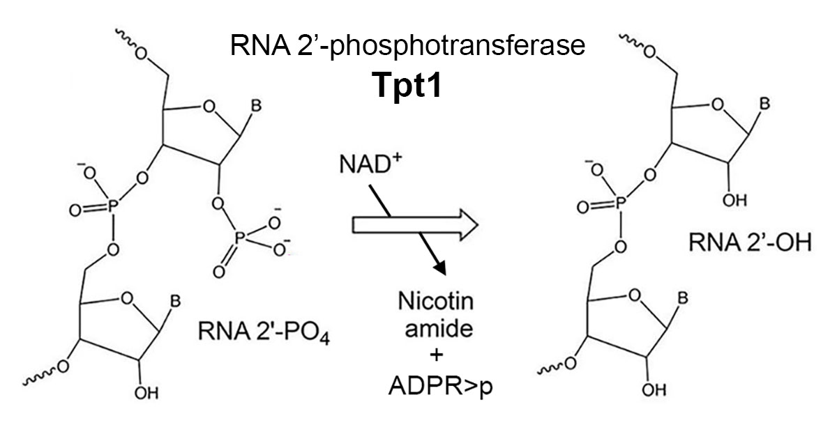 RNAJournal's tweet image. Tpt1 removes an internal RNA 2'-PO4 by transferring it to NAD. This paper reports a crystal structure of Tpt1 bound to a 2'-PO4 RNA that illuminates principles of substrate recognition and catalysis. bit.ly/44hsYBv