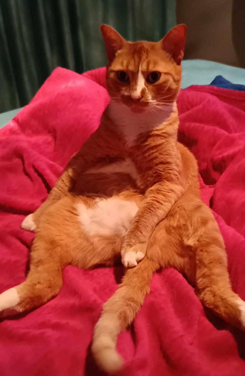 a1bcdefgh4's tweet image. #challenge_κατοικιδιο 
Ο μπουγατσας ΜΟΥ