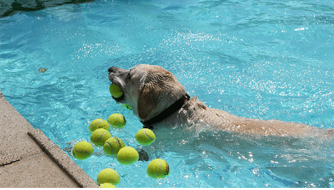 Show off your pet’s summer fun! Enter the 2025 Summer Fun Pet Photo Contest for a chance to win $250 by sharing your cutest, silliest sunny-day pics!
play.sweeps.pet/sweeps/pet-sum…