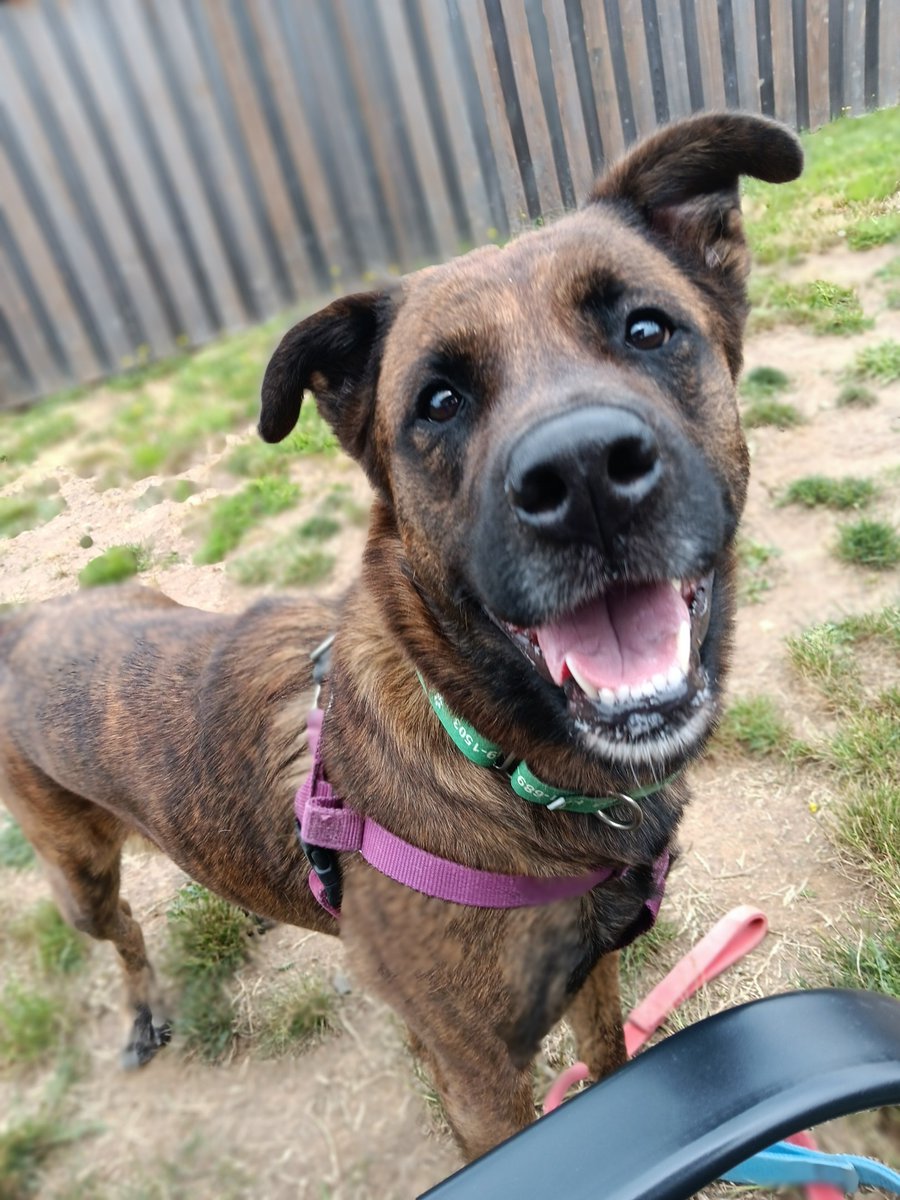Yay Day with <a href="/GreenhillHumane/">Greenhill Humane</a> This sweet, goofy bundle of love is Lydia. 2 year old mixed breed . Very joyful &amp; playfull. Fixed, chipped &amp; vaxxed. Beautiful brindly coat and oh that smile!! Needs her forever home &amp; people to live her bestest life!! 💗
