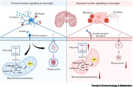 Trends_Endo_Met's tweet image. Online Now: Microglial insulin resistance drives neurodegeneration dlvr.it/TLjtY7 #trends #endocrinology #metabolism