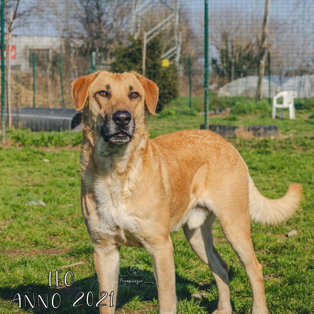 4zampeinvolo's tweet image. 💗 ADOZIONE DEL CUORE 💗 – LEO CERCA CASA! 🏠 🐾
📌 Dolce, curioso e in cerca di amore: Leo aspetta solo una famiglia da amare per sempre.
📣 Info rapide su Leo:
📍 Età: 3 Anni.
⚖️ Taglia: Medio-Grande.
🧬 Razza : Meticcio.
😃 Carattere: Dolce, socievole e ama fare lunghe…