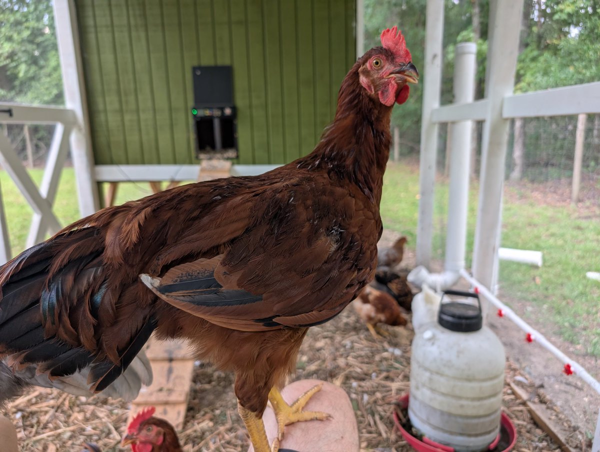 Some of my hens are starting to look sus 🤔