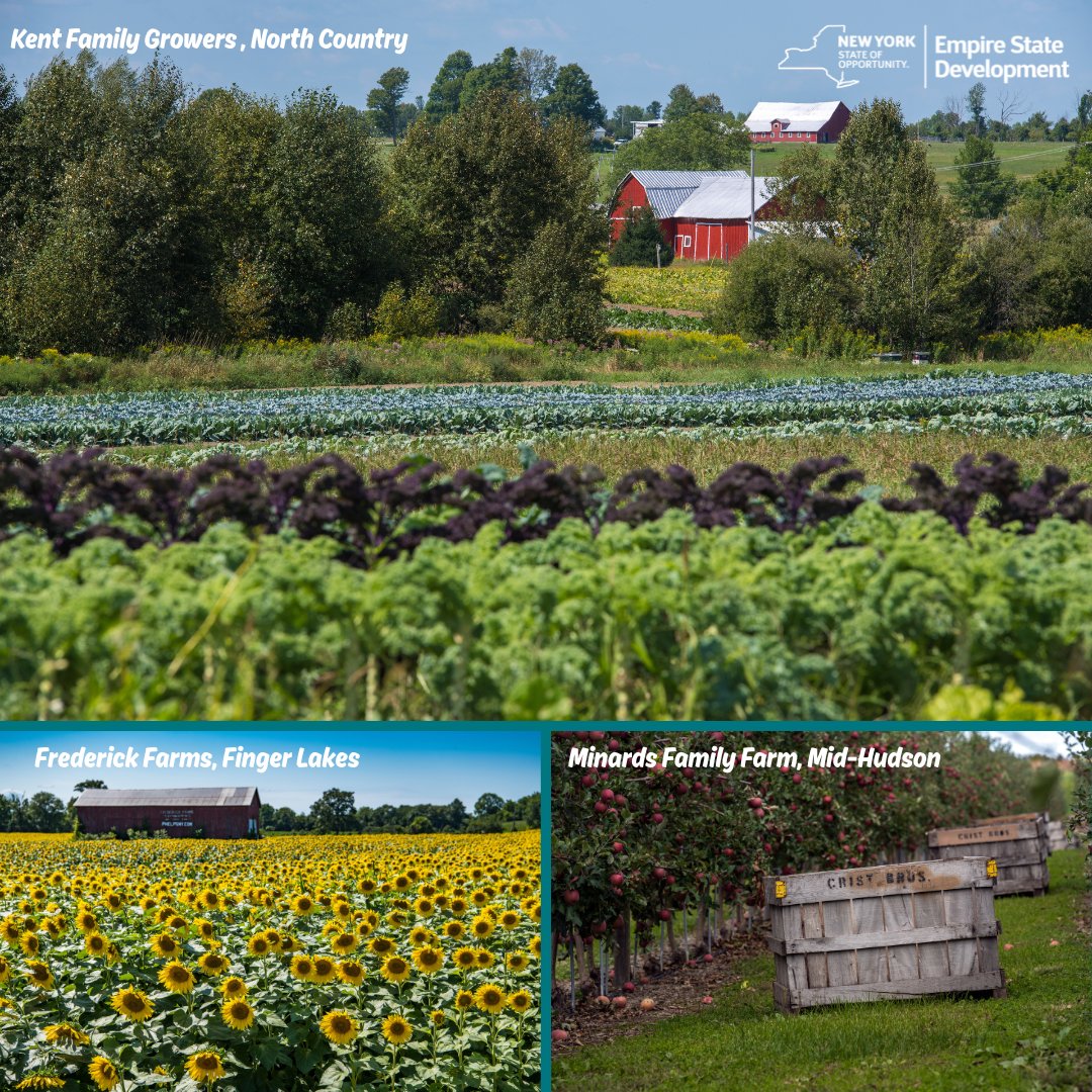 Empire State Development (@empirestatedev) on Twitter photo When you think of New York you don’t always think of farms, but did you know that 20% of New York State is covered in farmland? There's a reason we are leaders in fresh vegetables and apple production! When you think of New York you don’t always think of farms, but did you know that 20% of New York State is covered in farmland? There's a reason we are leaders in fresh vegetables and apple production!