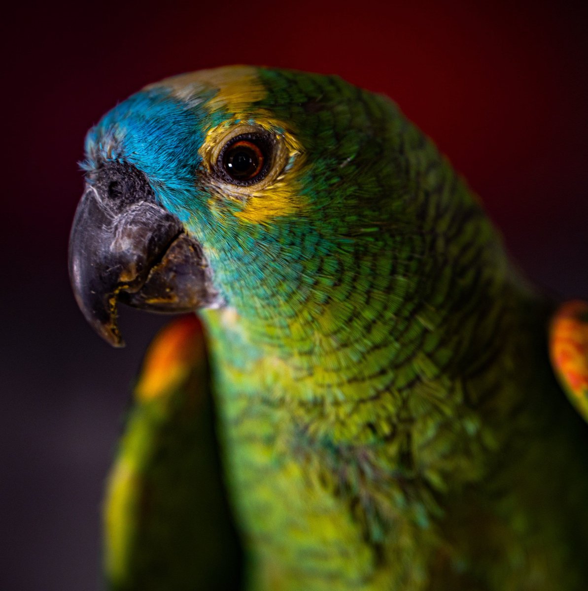 HD Siren 🦜