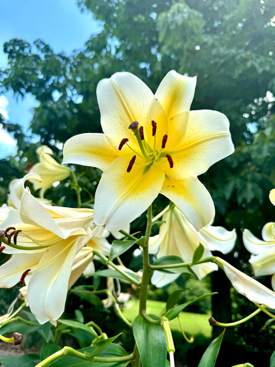 uarkhort's tweet image. Our Horticulture Garden renovations are coming along beautifully, with vibrant blooms starting to appear around campus. As we continue making progress, we’re excited to share more updates with you soon! 🌼🌱🌤