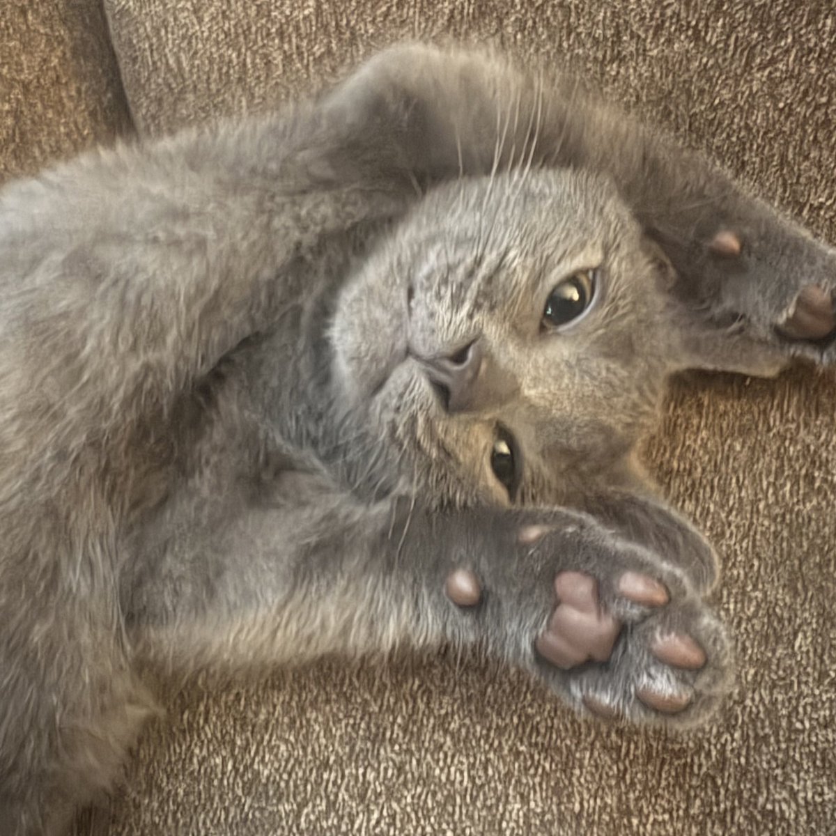 at least we have cats.