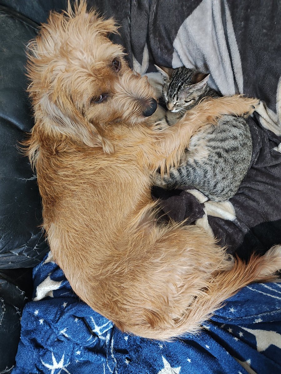 fernandomerino's tweet photo. Las dos más jovencitas de la manada ya son hermanitas en 11 dias...jejeje
A ver si algún canal o stream local me quiere convertir en el Lamas Puccio del cuidado animal...jajaja
#LlameYA https://t.co/mtfkKPv1C2