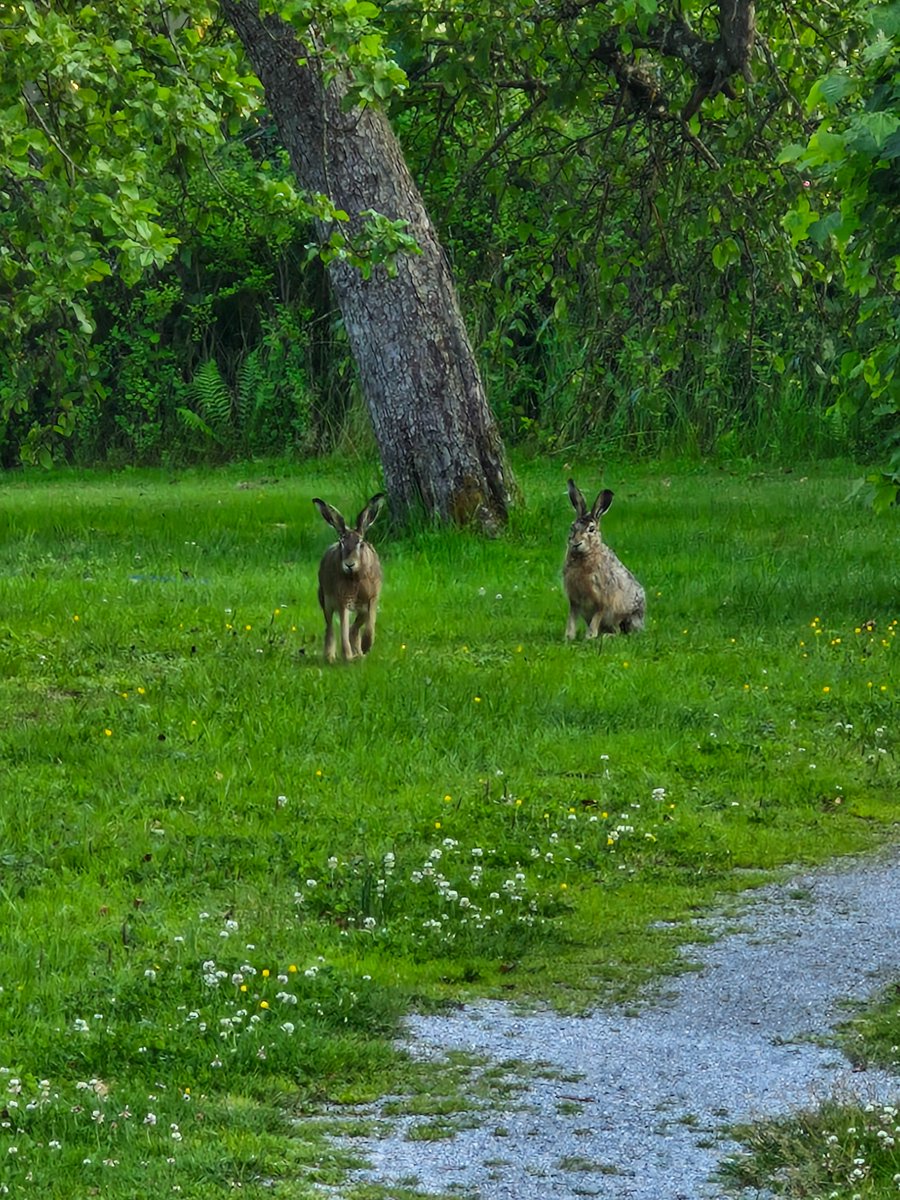 Swedish kangaroos