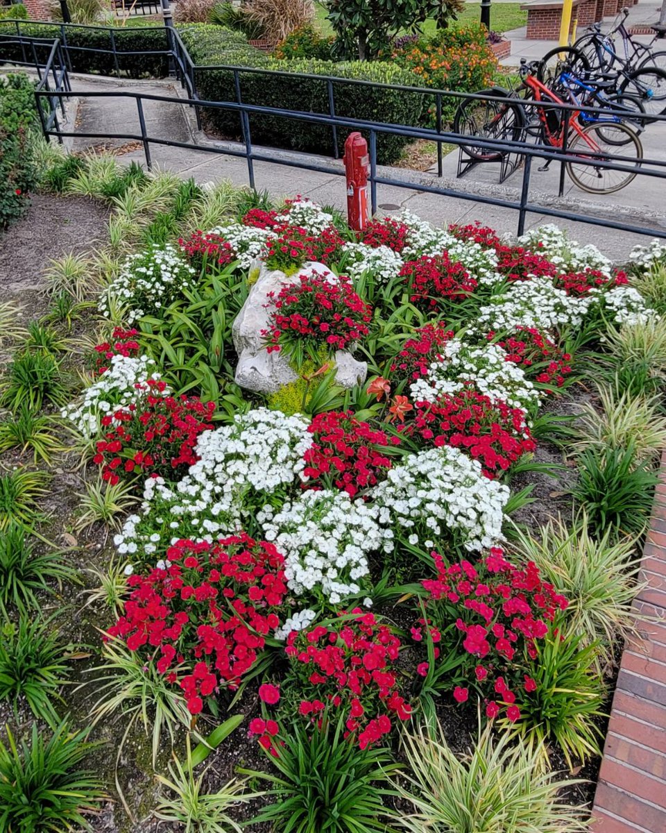 UFFacilities's tweet image. Red, white, and blooming for #FSFlowerFriday 🌺
Happy Fourth of July from Facilities Services! Stay safe, hydrated, and remember— freedom doesn't mean leaving your empty cans on the lawn🚮🤝
Love,
Your fav FS team🧡💙