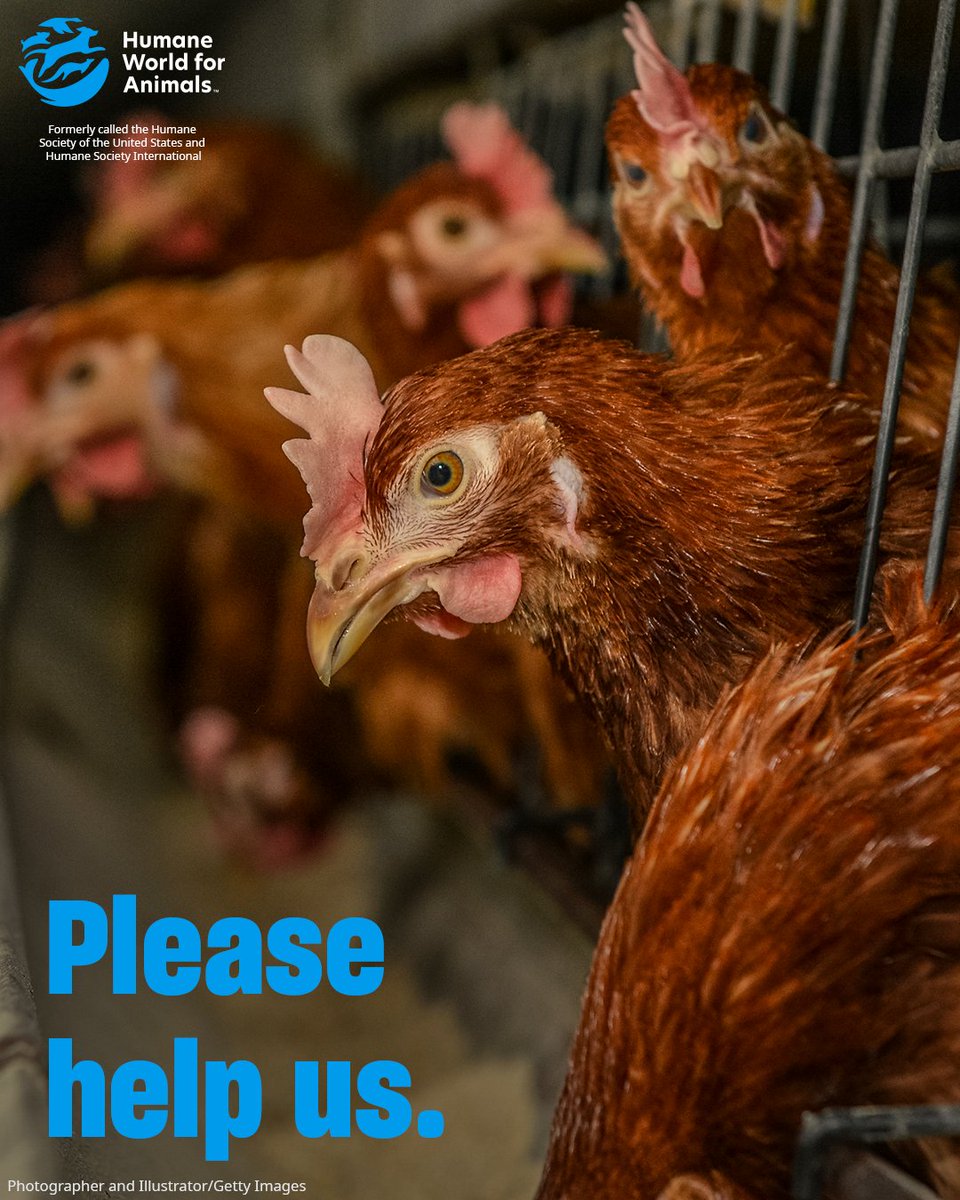 🐔 Every day, millions of hens are trapped in cages the size of a microwave. With as many as nine other birds per cage, these poor hens are unable to spread their wings for their entire lives. 

<a href="/Target/">Target</a> promised to stop supporting this cruelty—why haven't they? We need your