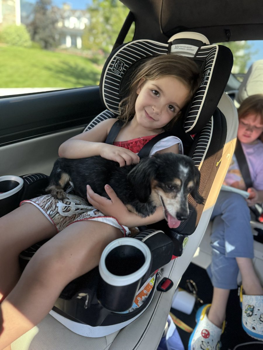 Shonduras's tweet image. love these pups.. been takin em to pirate island a bunch this summer and they go from the old dogs back to playful pups runnin around exploring, sniffin, and peein on all their territory