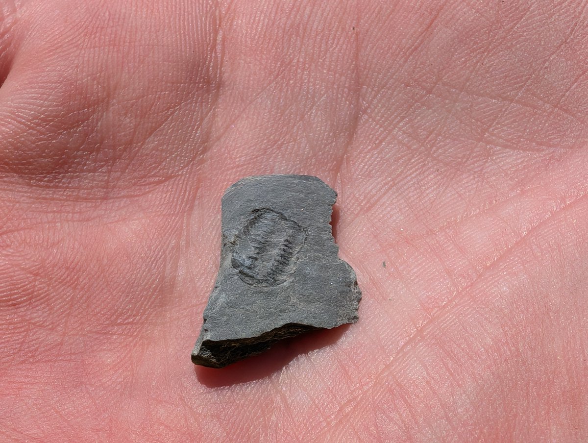Andrej Spiridonov (@andrejspiridon4) on Twitter photo Blind trilobites, presumably phacopid โ Trimerocephalus chopini found by our students in Kowala Quarry, Poland (this species was described from the same quarry in 2013) in the lower Famenian (Upper Devonian) strata.
cc: <a href="/niles_eldredge/">Niles Eldredge</a> Blind trilobites, presumably phacopid โ Trimerocephalus chopini found by our students in Kowala Quarry, Poland (this species was described from the same quarry in 2013) in the lower Famenian (Upper Devonian) strata.
cc: <a href="/niles_eldredge/">Niles Eldredge</a>