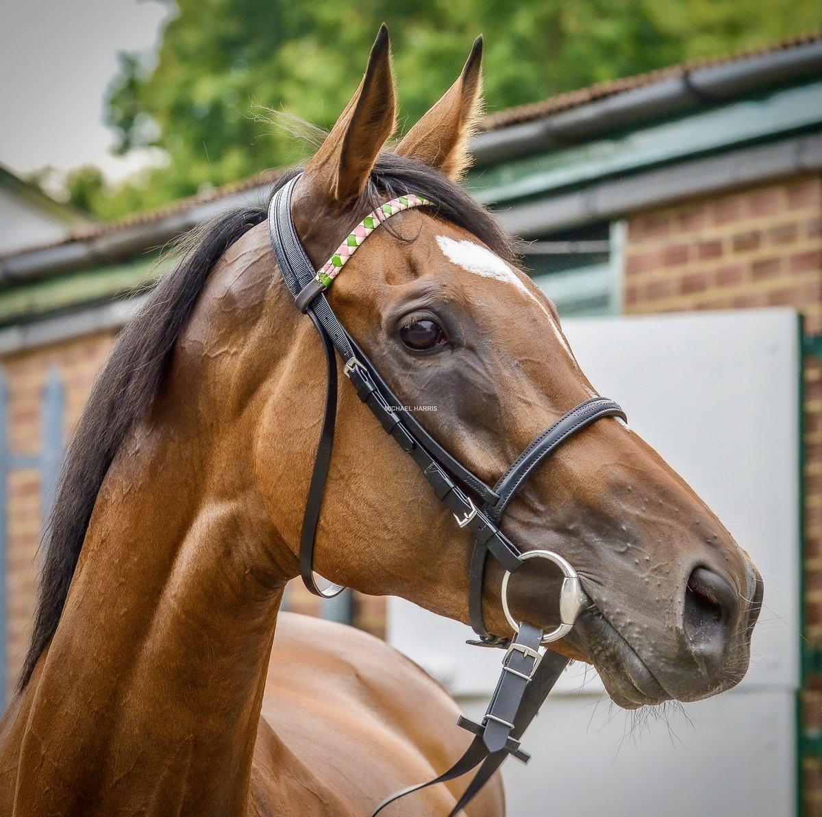ENABLE after winning the 2019 Eclipse.

There was a real air of expectation on a racecourse when Enable was in town. She had a certain aura about her that told you that she was special and didn’t she know it. 

She was The Queen and held herself in such a confident and assured