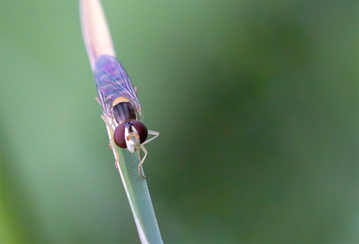 Neprasiet, kas tas ir ... paši meklējiet 😄