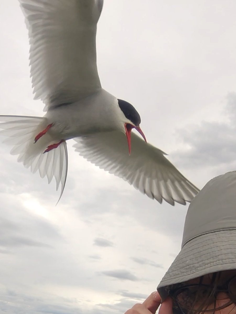 Ehacky's tweet image. Annual Arctic Tern attack. Mini machine gun clicking as they divebomb anything getting too close to their tiny precious eggs, chicks&amp;amp; fledglings. Parenting in its glorious fierce defence of offspring. I love the point when they realise I'm no threat &amp;amp; adopt me as a lookout point!