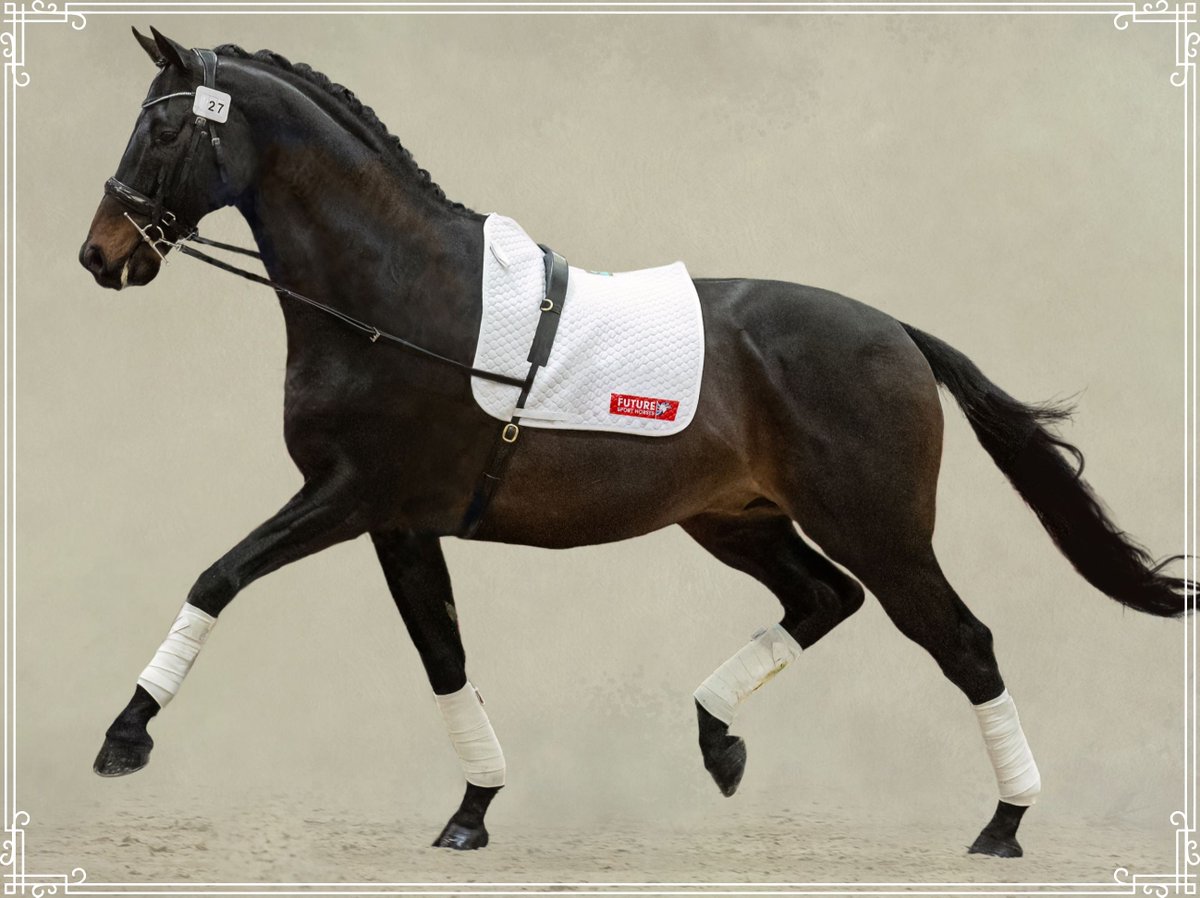 💥PAY AT 28 DAY HEARTBEAT SCAN ON ALL FRESH/CHILLED SEMEN!! - mailchi.mp/83c4ac87b685/e…