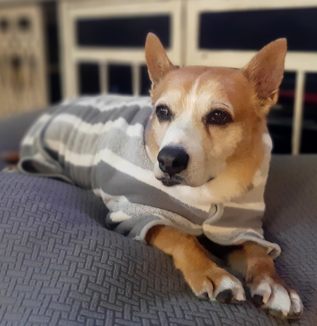 EltonSherrif's tweet image. Everypawdy, I got a bath - so I terribly clean to celebrate our Independence Day. Can't wait to get out rolling in the garden to recover some of I. Anyway, 2morrow we will visit daddy's friend uncle Jim @ his big ranch with many deer & trees & more for a big pawty🇺🇸🖐🐾🎂🐕💞🙏👍