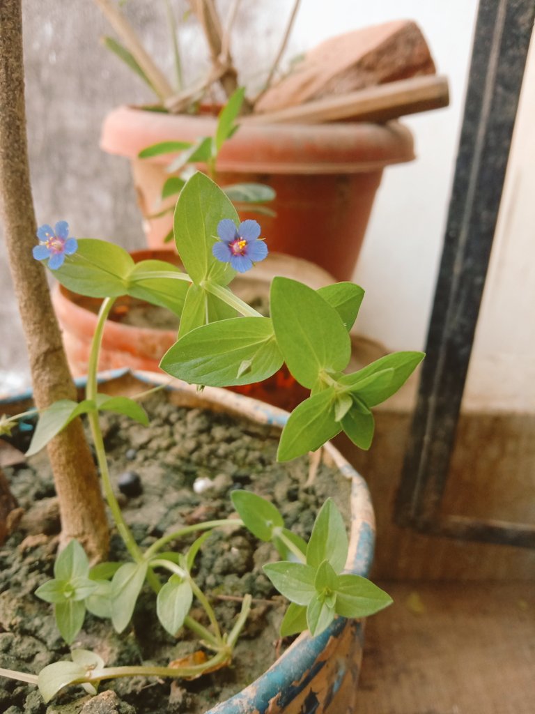 GAparna7's tweet photo. हम #खुश हैं.....
अपने छोटे से #शहर की ....
#मिट्टी के #सौंधेपन में.....
सुना है बड़े शहरों की....
#हवा में बहुत #घुटन है।

#Lifepoetry #relationships #life https://t.co/Wlt9FIlCiP